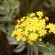 Wild Flowers