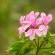 Wild Flowers
