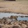 Kgalagadi Transfrontier Park