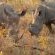 Chitwa Chitwa Private Game Lodges