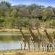 Chitwa Chitwa Private Game Lodges