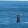 Southern Right Whales