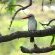Woodlands Kingfisher