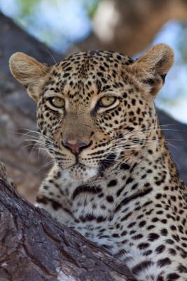 Kgalagadi Lodge