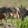 Zebras and impalas