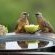 Regular visitors while having breakfast