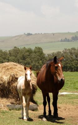 Farm