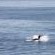 Whale Breaching