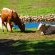 Nguni Cattle