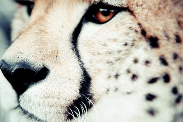 Cheetah