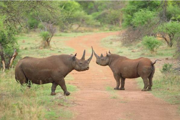 Game Viewing