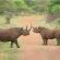 Game Viewing