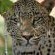 Game Viewing