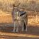 Jackal
