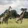 Madikwe Hills Private Game Lodge