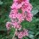 Flowers down driveway