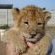 Cheetah Sanctuary