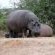 Safari to Private Game Reserve