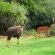Wildlife at the Lodge