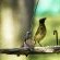 Sunbird Lodge