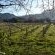 Vineyard
