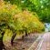 Winefarm