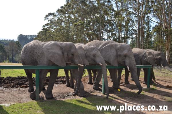 Knysna Elephant Park
