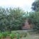 Olive Tree Farm B&B