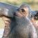 Hippo Water Front Lodge