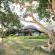 Maninghi Lodge amongst 2 sycamore figs