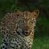 Sausage Tree Safari Camp