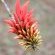 Flame Tree