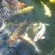 Large koi pond 