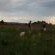 Walking Trails