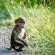 Baboon
