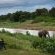Elephants