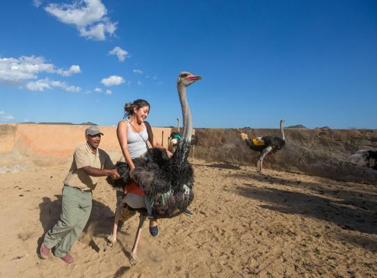 Highgate Ostrich Show Farm - Oudtshoorn