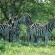 Bonamanzi Game Reserve