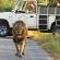 Safari's in the Kruger National Park