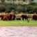 Shayamoya Tiger Fishing and Game Lodge
