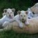 Pumba Private Game Reserve and Spa