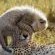 Pumba Private Game Reserve and Spa
