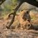 Singita Game Reserves