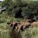 Singita Game Reserves