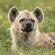 Singita Game Reserves
