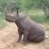Thornybush Game Lodge