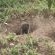 Thornybush Game Lodge