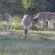 Thornybush Game Lodge
