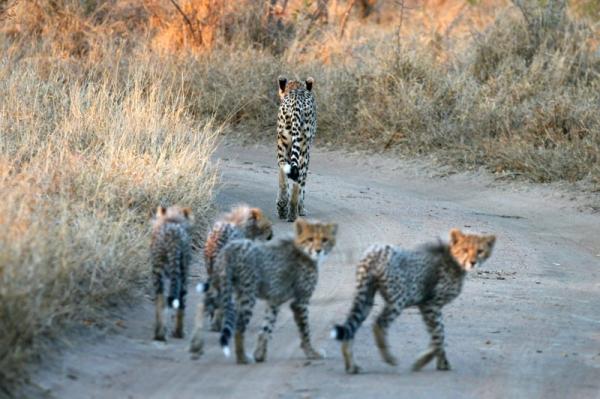 Thornybush Game Lodge
