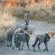 Thornybush Game Lodge
